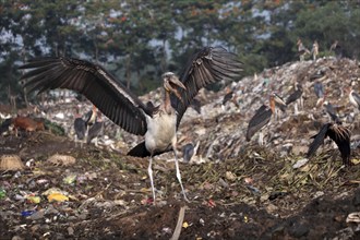 Greater Adjutant Storks perches on a garbage-heap at Boragaon dumping site, on the eve of World