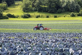 A tractor tilling a vegetable field, red cabbage field, Hegau, Baden-Württemberg, Germany, Europe