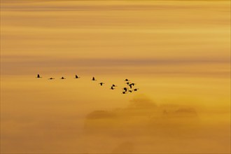 Scenics view at a flock of Cranes (grus grus) flying in mist at sunrise