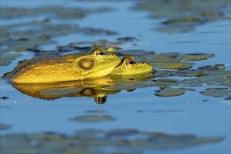 Bull frogs. Lithobates catesbeianus. Bull frogs mating. La Mauricie national park. Province of