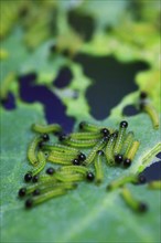 Caterpillars of the cabbage white butterfly, July, Germany, Europe