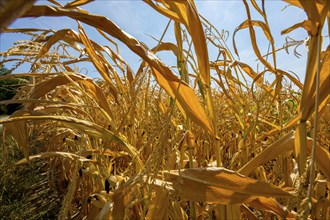 Corn field dried up and only low grown, small corn cobs, due to the summer drought, drought, in