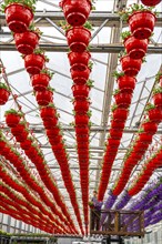 Horticultural business, flower pots, so-called petunia ampel, grow in a greenhouse, under the glass