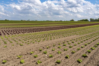 Agriculture, lettuce growing in a field, Lollo Bionda and Lollo Rossa, in long rows of plants, at