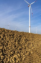 Agriculture, sugar beets are stacked at the edge of the field after harvesting, beet pile,