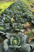 Agriculture, Savoy cabbage heads growing in a field