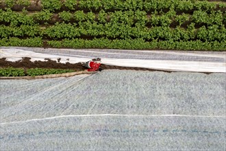 Potato field, fleece cover is removed, the fleece is intended to protect against weather