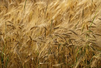 Grain field, ready for harvest, barley, ears