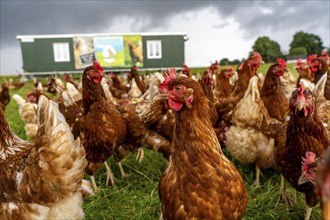 Chickens in a meadow, mobile housing, free-range chickens, free-range eggs, north of