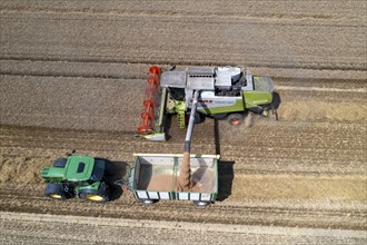 Agriculture, grain harvest, wheat, combine harvester harvesting in a wheat field, grain tank being