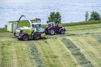 Hay harvest, on a Rhine meadow near Duisburg-Beeckerwerth, a forage harvester picks up the cut