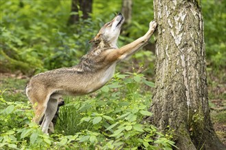 A wolf scratches on a tree trunk in the forest, surrounded by green plants, European grey gray wolf