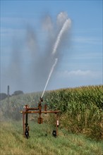 A field is artificially irrigated, water is sprayed onto the field via a sprinkler system, maize