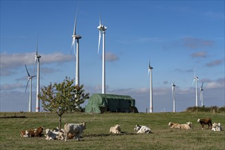 Wind farm near Lichtenau, wind turbines, cattle pasture, cattle, North Rhine-Westphalia, Germany,