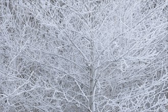 Winter landscape, trees covered with hoarfrost, North Rhine-Westphalia, Germany, Europe