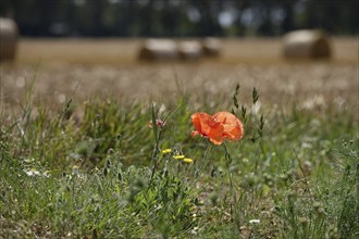 Poppies at the edge of a field, summer, Germany, Europe