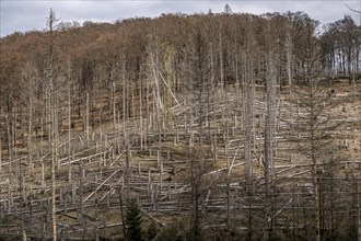 Dead spruce trees, broken by wind, lying in disarray, forest dieback in the Arnsberg Forest nature