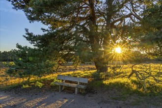 Westruper Heide, in the Hohe Mark Westmünsterland nature park Park, old wooden bench on a tree,