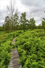 Bohlenweg, in the Struffelt nature reserve, near Roetgen-Rott, part of the Eifelsteig long-distance