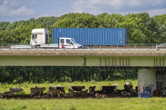 Container lorry on the A40 motorway, bridge over the Ruhr and Styrumer Ruhrauen, herd of cattle,