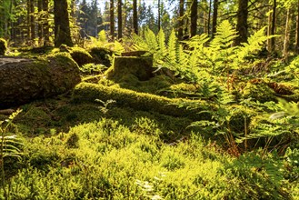 Forest, Sauerland landscape, mosses and ferns, Rothaargebirge, north-west, above the town of Bad