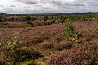 Flowering heath, heather and juniper bushes, near Wilseder Berg, in the Lüneburg Heath nature