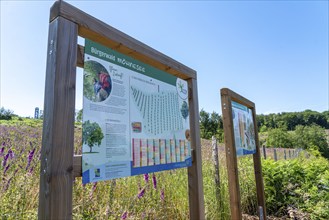 Reforestation in the Arnsberg forest above the Möhnesee, Soest district, citizen forest project,