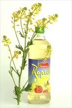 Rapeseed oil in a commercial bottle, rapeseed, food, plant, Brassica campestris, Brassica napus,