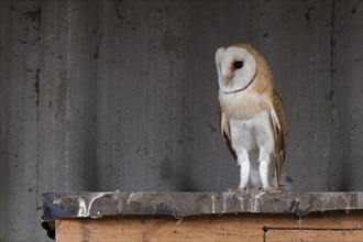 Barn owl (Tyto alba), in the barn, in a small village in the Münsterland, North Rhine-Westphalia