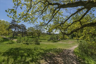 Svanninge Bakker, Faaborg, wooded heights in southern Funen, nature reserve, recreation, hiking,