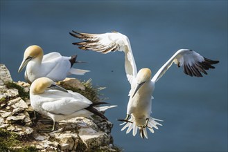 Northern Gannet, Morus bassanus, bird in flight over sea