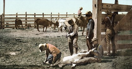 Branding calves, Colorado, United States of America, USA, digitally restored reproduction from a