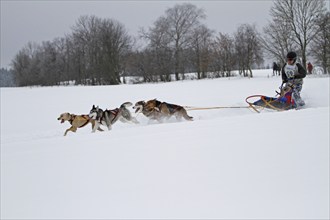 Sled dog race, Winterberg, Sauerland, North Rhine-Westphalia, Germany, snowy landscape, sled dogs,