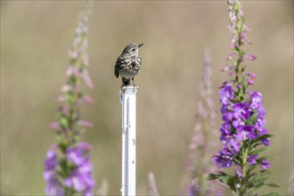 Tree pipit (Anthus trivialis) sitting on a pasture fence between willowherbs (Epilobium