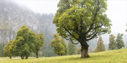 Maple trees, (Acer pseudoplataus), near the Wankerfleck, Ammergau Alps, Ostallgäu, Bavaria,