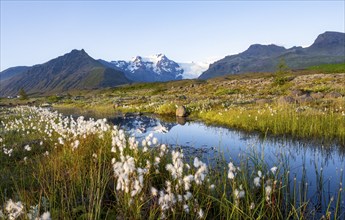 Reflection in a river with cotton grass, view of glacier tongues and mountains, glacier tongue