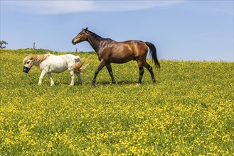 Yellow flowers, blooming spring meadow with horses, Swabian Alb near Holzelfingen, Lichtenstein,