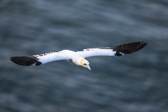 Northern Gannet, Morus bassanus, bird in flight over sea, Bempton Cliffs, North Yorkshire, England,