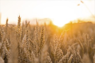 Close-up of ears of wheat in the evening light of a sunset, Gechingen, Black Forest, Germany,