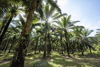 Palm oil plantation, environmental destruction through monoculture, Costa Rica, Central America