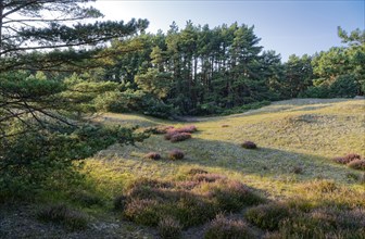 Landscape and fauna in the Slowinski National Park, Slowinski Park Narodowy, on the Baltic coast in