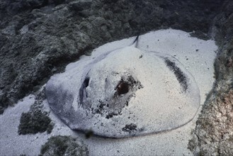 A round stingray (Taeniura grabata) lies partially buried in the sand on the seabed between lava