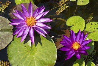 Hardy water lily (Nymphaea), Mrs Anderson, flowering, North Rhine-Westphalia, Germany, Europe