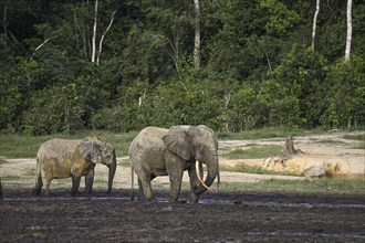 Forest elephants (Loxodonta cyclotis) in the Dzanga Bai forest clearing, Dzanga-Ndoki National