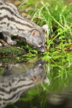 Common genet (Genetta genetta) drinking water at the shore of a lake, wildlife in a forest,