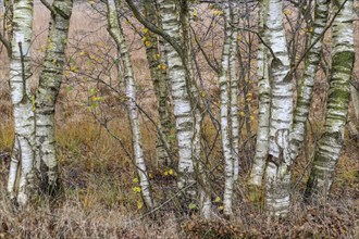 Birches (Betula pendula) in the moor in autumn leaves, Emsland, Lower Saxony, Germany, Europe