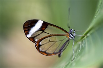 Glasswing butterfly (Greta oto), butterfly with transparent wings sitting on a leaf, Alajuela