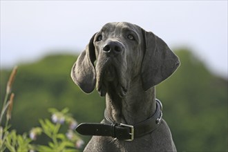 Great Dane