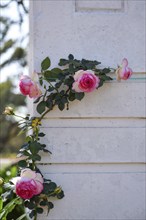 Blooming pink and white roses in Rosedal, the rose garden in Buenos Aires, Argentina, South America