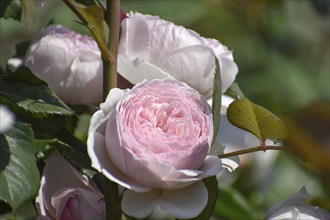 Blooming pink roses in Rosedal, the rose garden in Buenos Aires, Argentina, South America